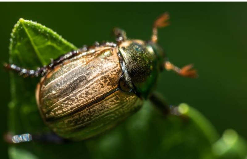 Guniak czerwczyk (Amphimallon solstitiale)